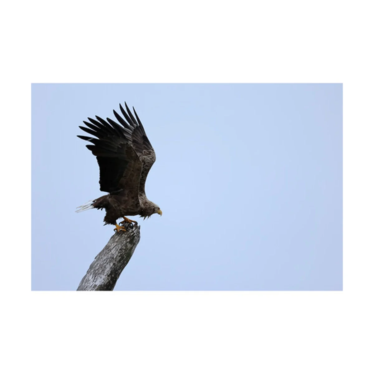 Canon RF 100-400mm f/5.6-8 IS USM Lens - Image 3