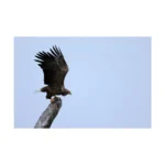 Canon RF 100-400mm f/5.6-8 IS USM Lens - Image 3