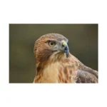 Canon EOS R6 Mark III Body - Image 2