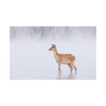 Panasonic Lumix S 100-500mm F/5-7.1 O.I.S. Lens (L Mount) (S-R100500) - Image 5