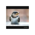 Panasonic Leica DG Vario-Elmar 100-400mm F/4-6.3 II ASPH. POWER O.I.S. Lens (H-RSA100400) - Image 5