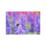 Sigma 105mm f/2.8 DG DN Macro Art Lens (Sony E) - Image 5