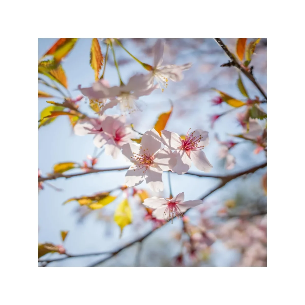 Sigma 200mm F/2 DG OS Sports Lens (Sony E) - Image 4
