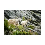 Sigma 150-600mm f/5-6.3 DG DN OS Sports Lens (Sony E) - Image 5