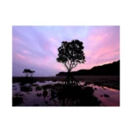 Panasonic LUMIX G 7-14mm f4 ASPH Black HF007014 - Image 4