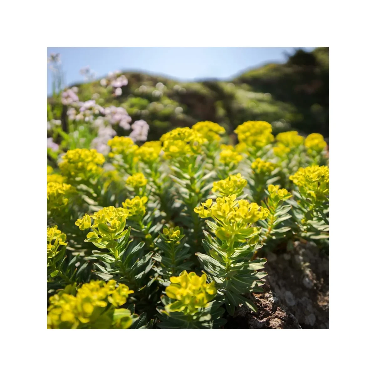 Sigma 12mm F1.4 DC Contemporary (Sony E) - Image 4