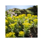 Sigma 12mm F1.4 DC Contemporary (Canon RF) - Image 4