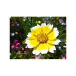Canon IXY 650 M (Silver) - Image 5